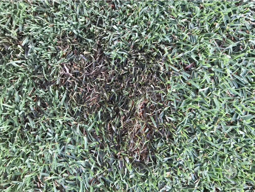 Dark, greasy appearance of Hybrid Bermudagrass leaf tissue in winter under growth blankets - Los Angeles, CA - © Sean P. McLaughlin