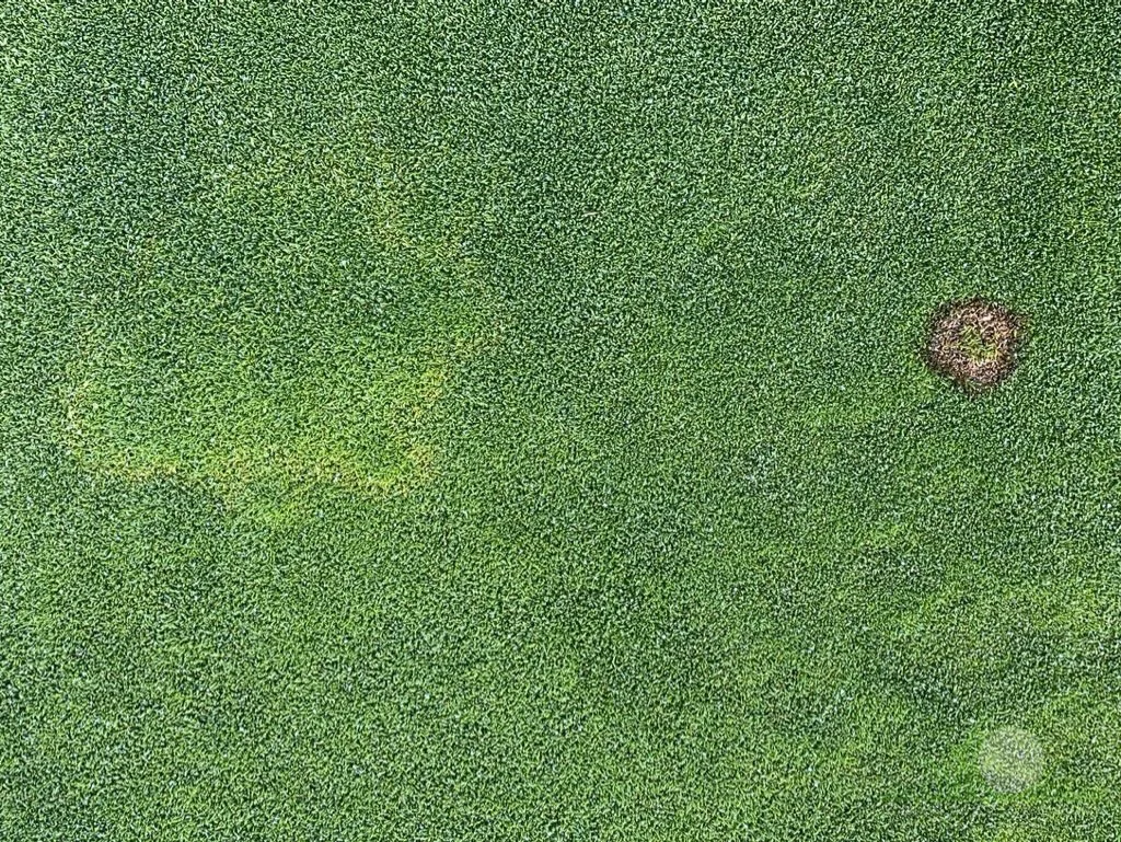 Brown Ring Patch (left) and Pink Snow Mold (right) symptoms on Poa annua green - City of Industry, CA - © Sean P. McLaughlin 