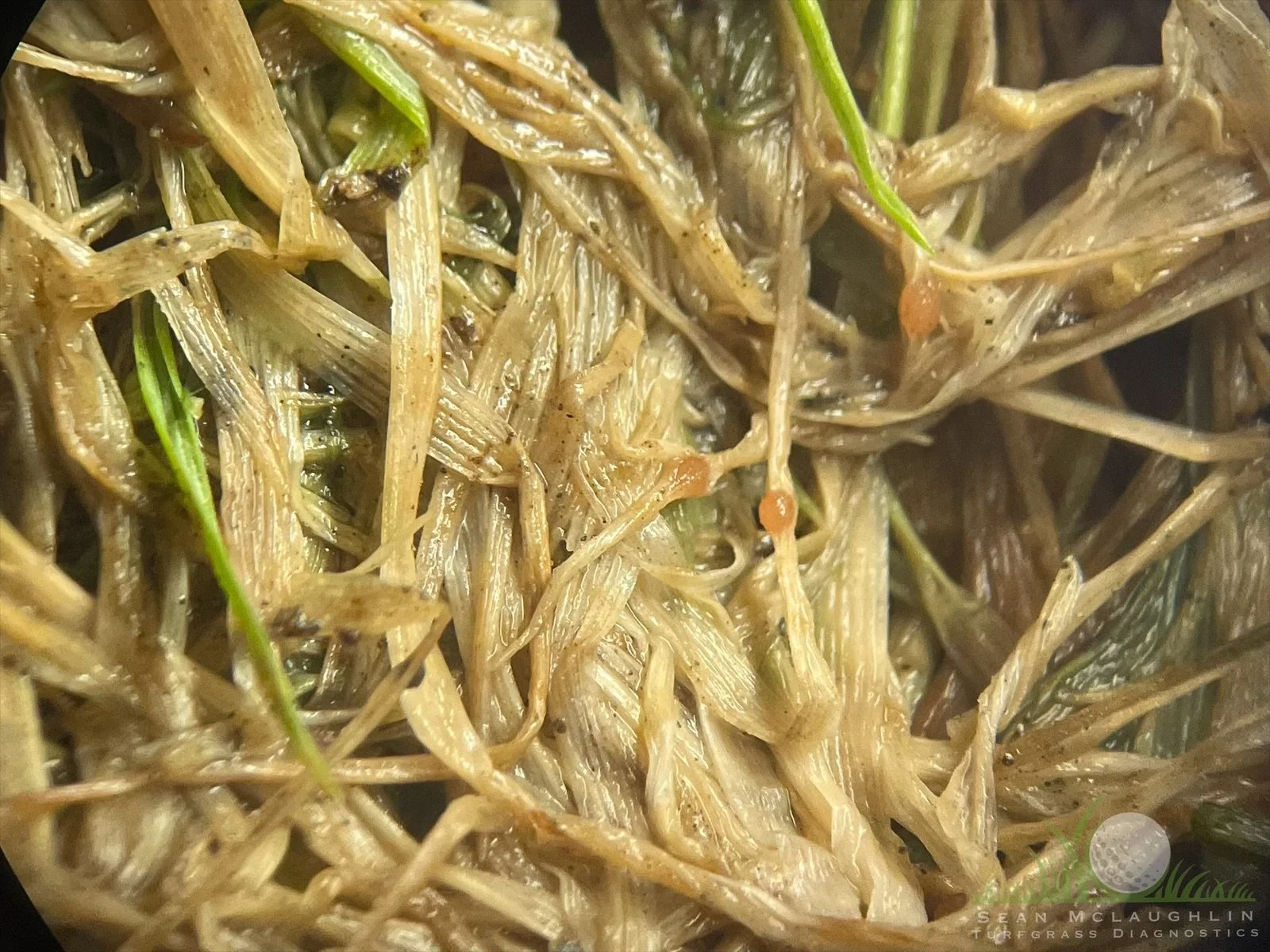 Sclerotia of Typhula incarnata - Big Bear, CA - © Sean P. McLaughlin