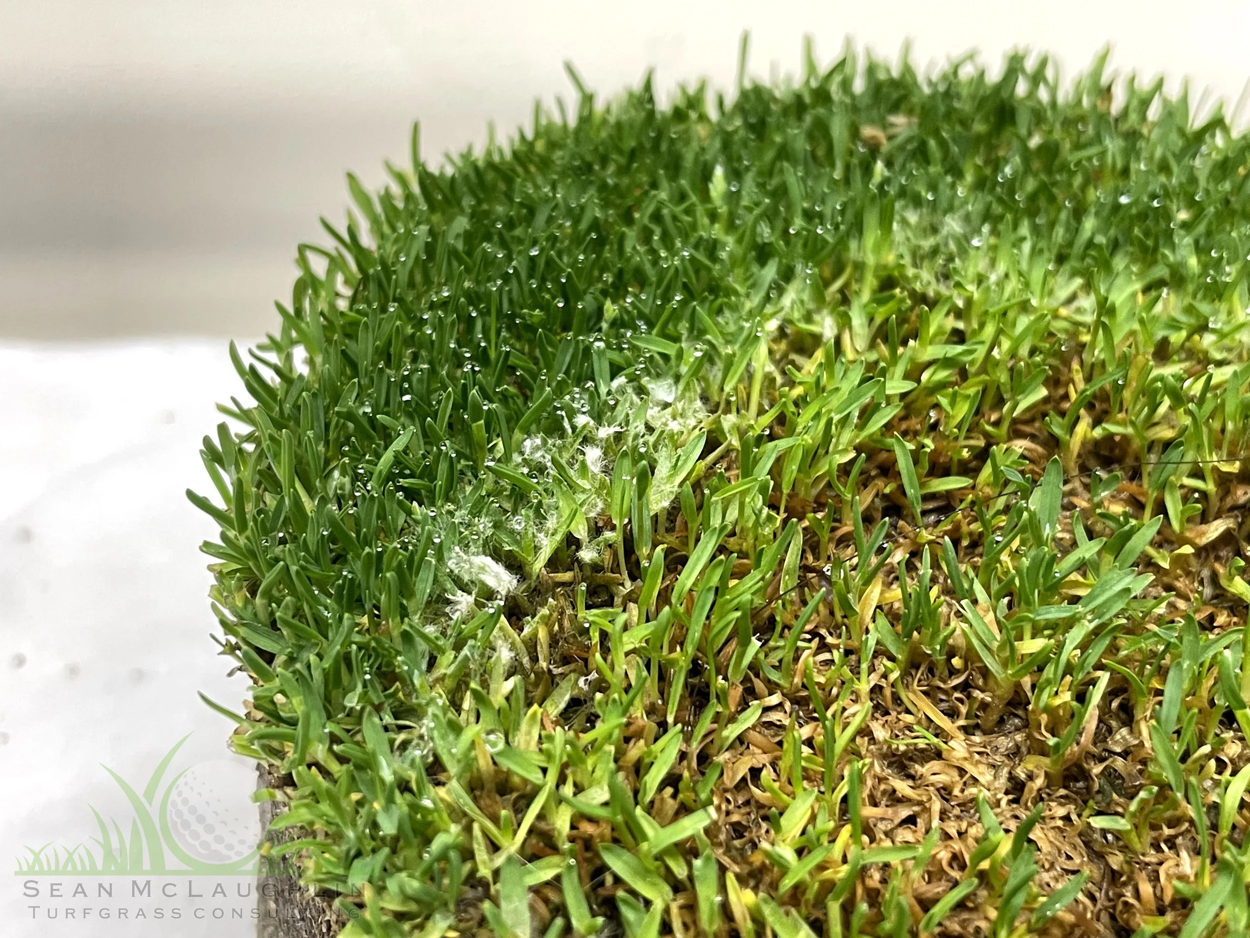 Mycelium production on Poa annua - City of Industry, CA - © Sean P. McLaughlin