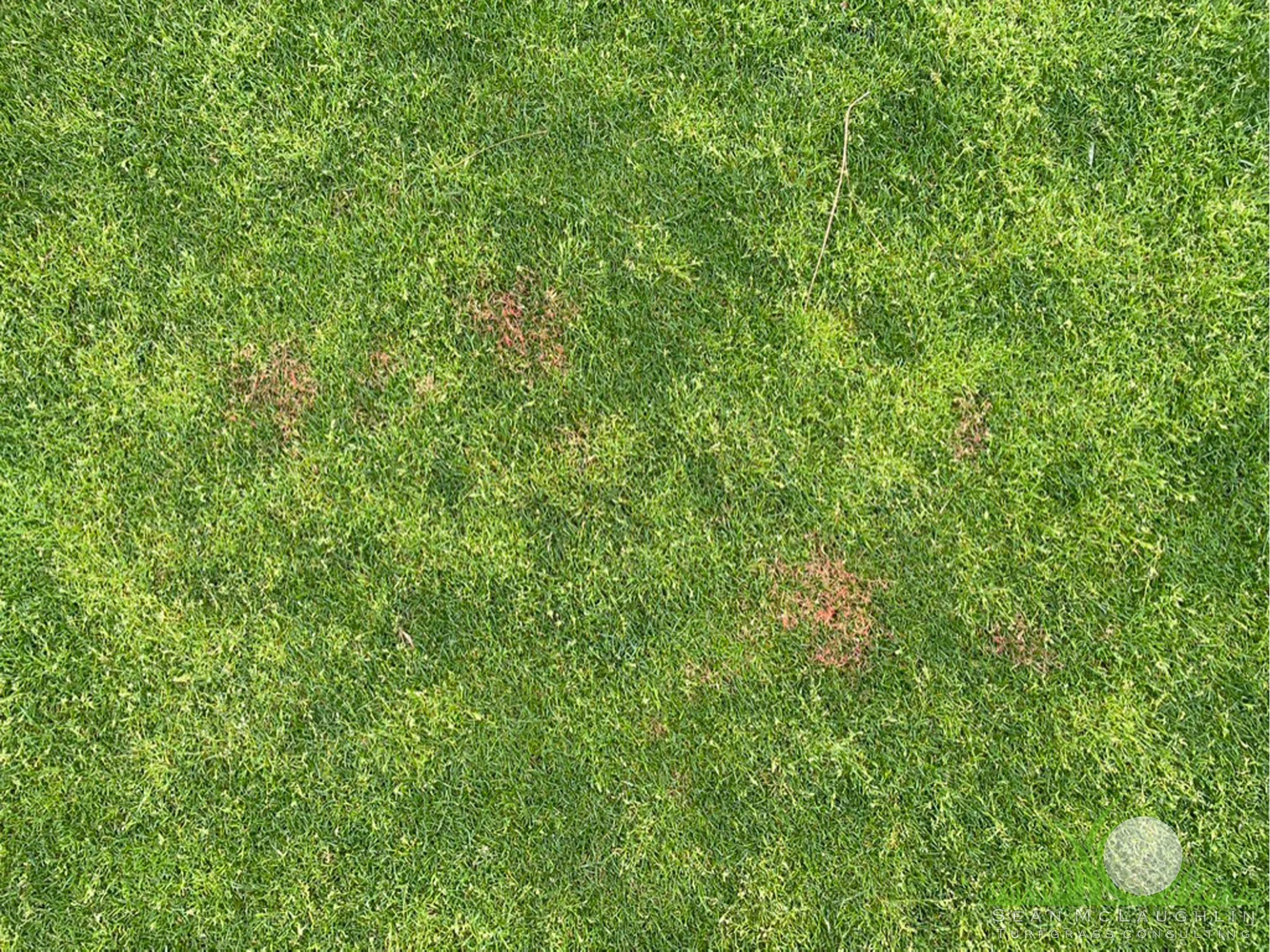 Overhead symptoms of Red Thread on Perennial Ryegrass Surround - Southern California - © Sean P. McLaughlin