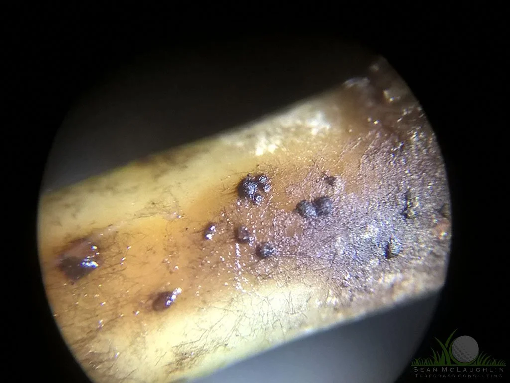 Infected rhizome of Hybrid Bermudagrass under dissecting microscope - © Sean P. McLaughlin