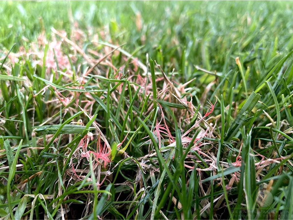 Red fungal mycelium on Perennial Ryegrass foliage - Southern California - © Sean P. McLaughlin