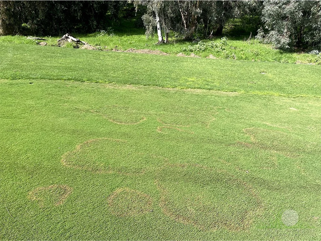 Symptoms on Kikuyugrass - City of Industry, CA - © Sean P. McLaughlin