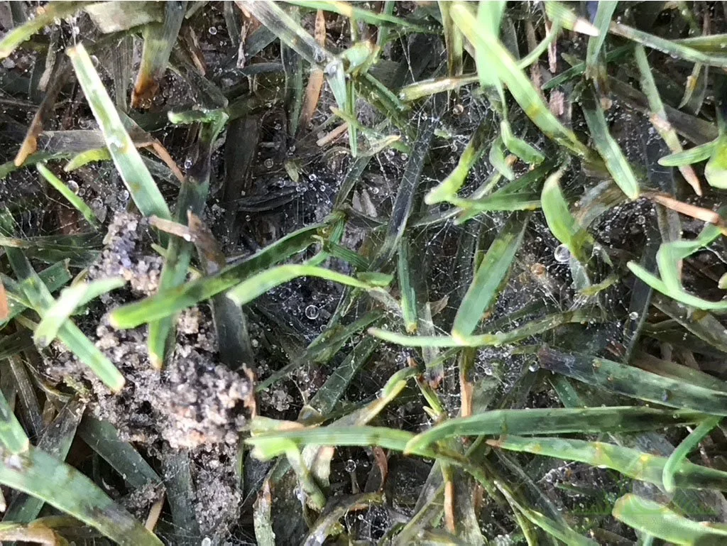 Mycelium production on Hybrid Bermudagrass leaf tissue in winter under growth blankets - Los Angeles, CA - © Sean P. McLaughlin