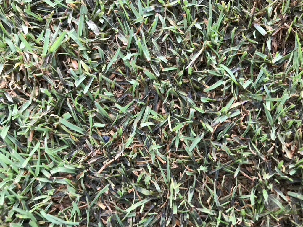 Dark, greasy appearance of Hybrid Bermudagrass leaf tissue in winter under growth blankets - Los Angeles, CA - © Sean P. McLaughlin