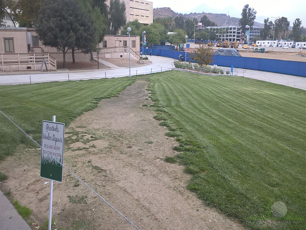 Foot traffic/compaction on Kikuyugrass - © Sean P. McLaughlin