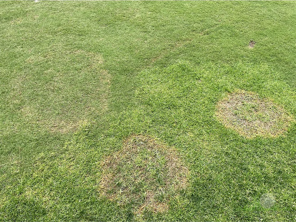 Symptoms on Kikuyugrass - City of Industry, CA - © Sean P. McLaughlin