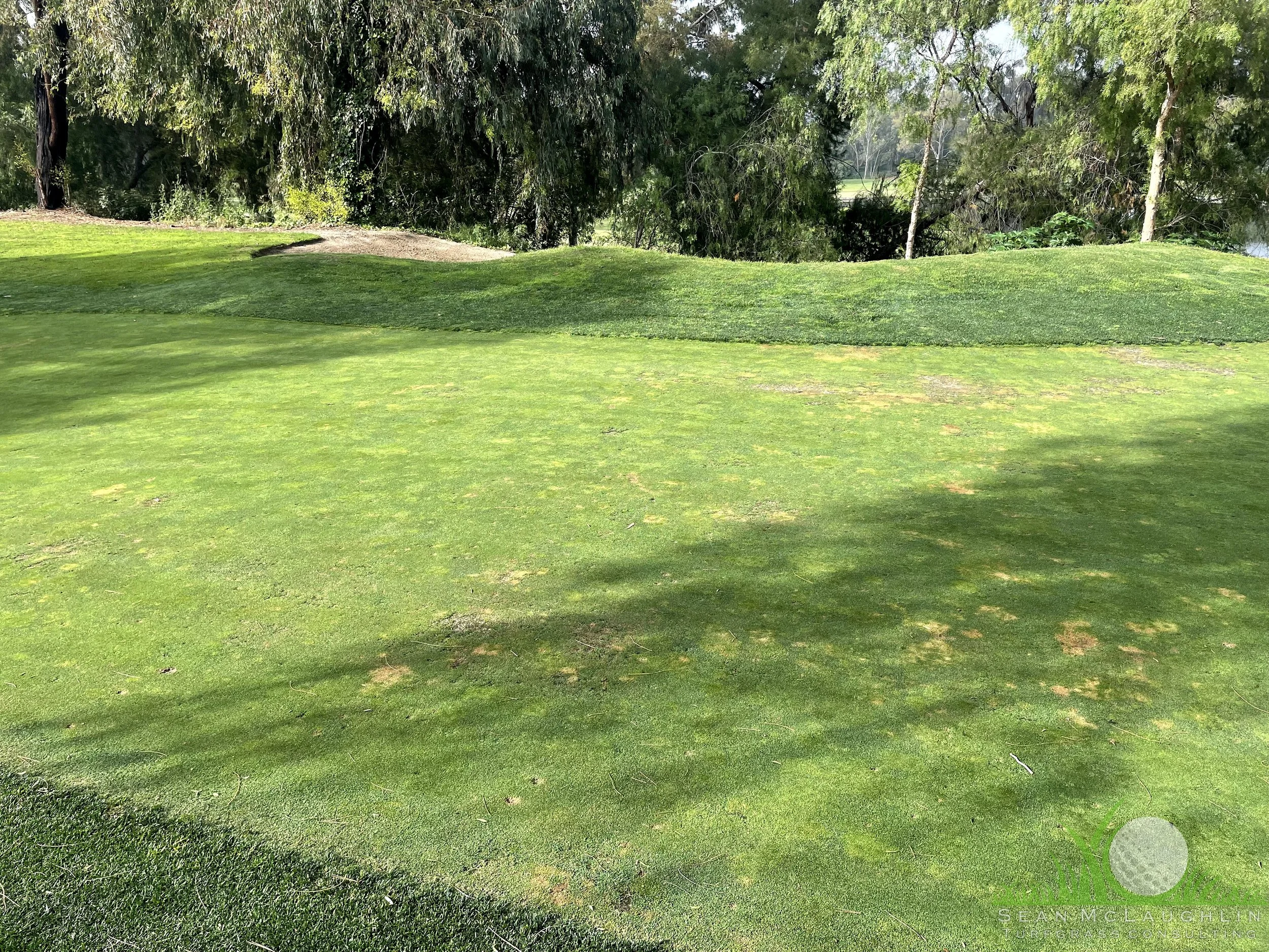 Symptoms of Leptosphaerulina Leaf Blight on Poa annua - Industry, CA - © Sean P. McLaughlin