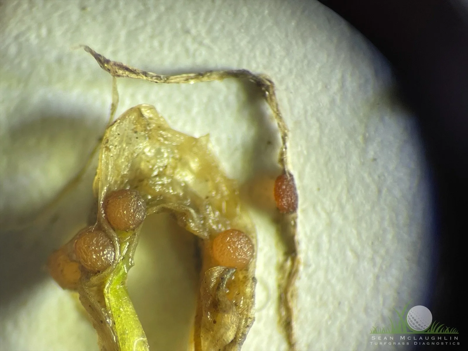 Typhula incarnata sclerotia under dissecting scope - Big Bear, CA - © Sean P. McLaughlin
