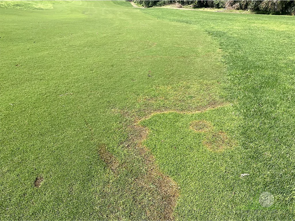 Symptoms on Kikuyugrass - City of Industry, CA - © Sean P. McLaughlin