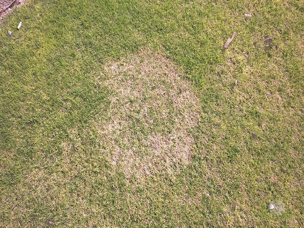 Symptoms on Hybrid Bermudagrass research plots - Pomona, CA - © Sean P. McLaughlin