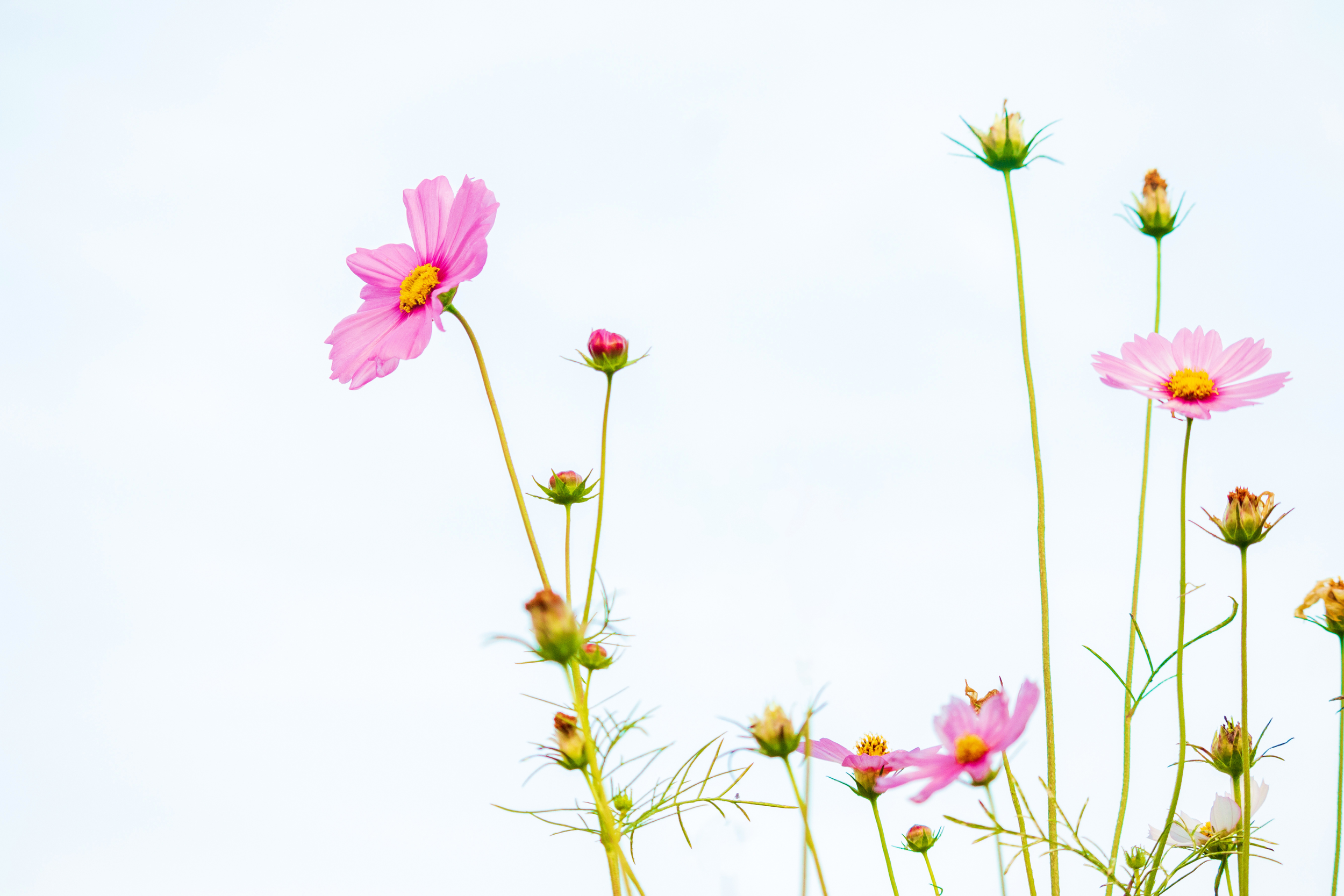 Several pink and yellow flowers, some in bloom and others in bud, on tall green stems against a pale sky.