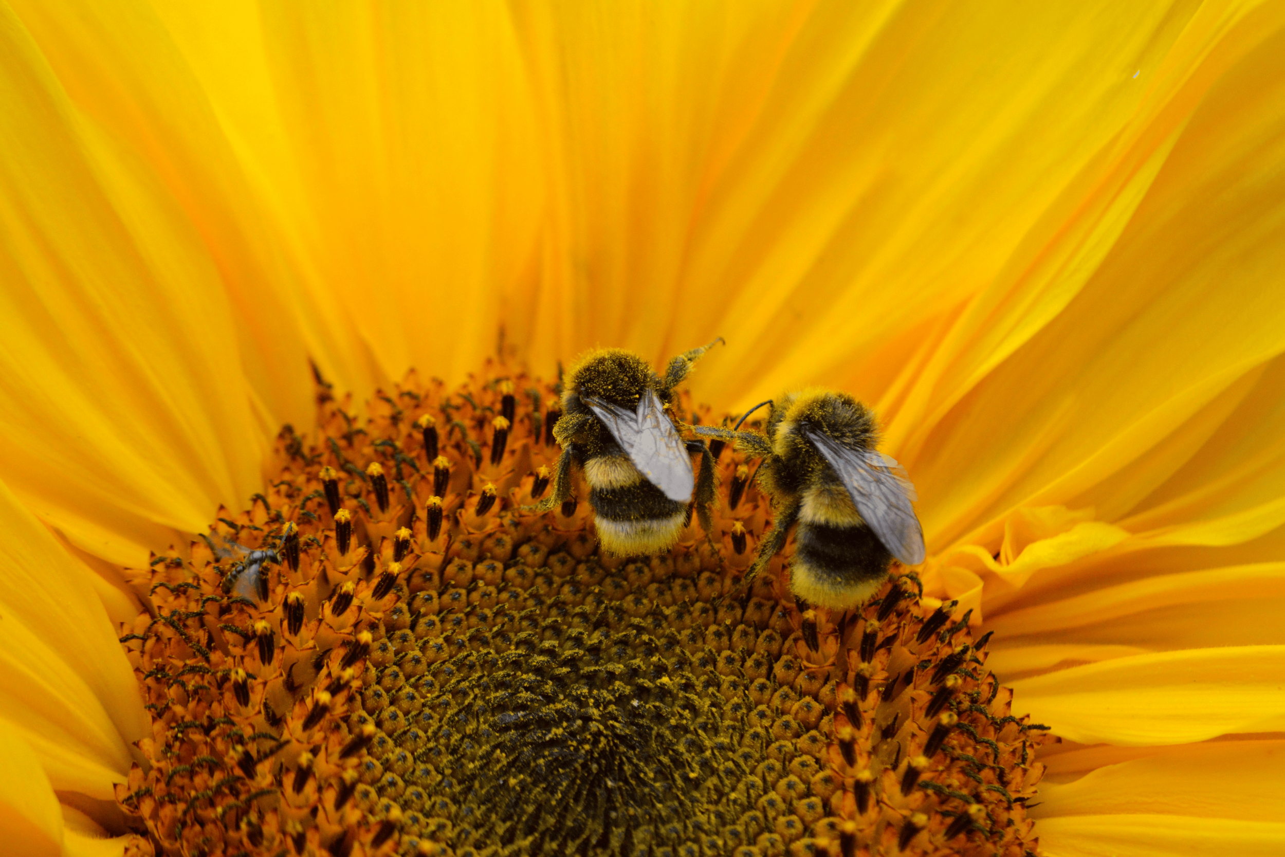 Close-up of a sunflower with two bees collecting nectar on the central disk.