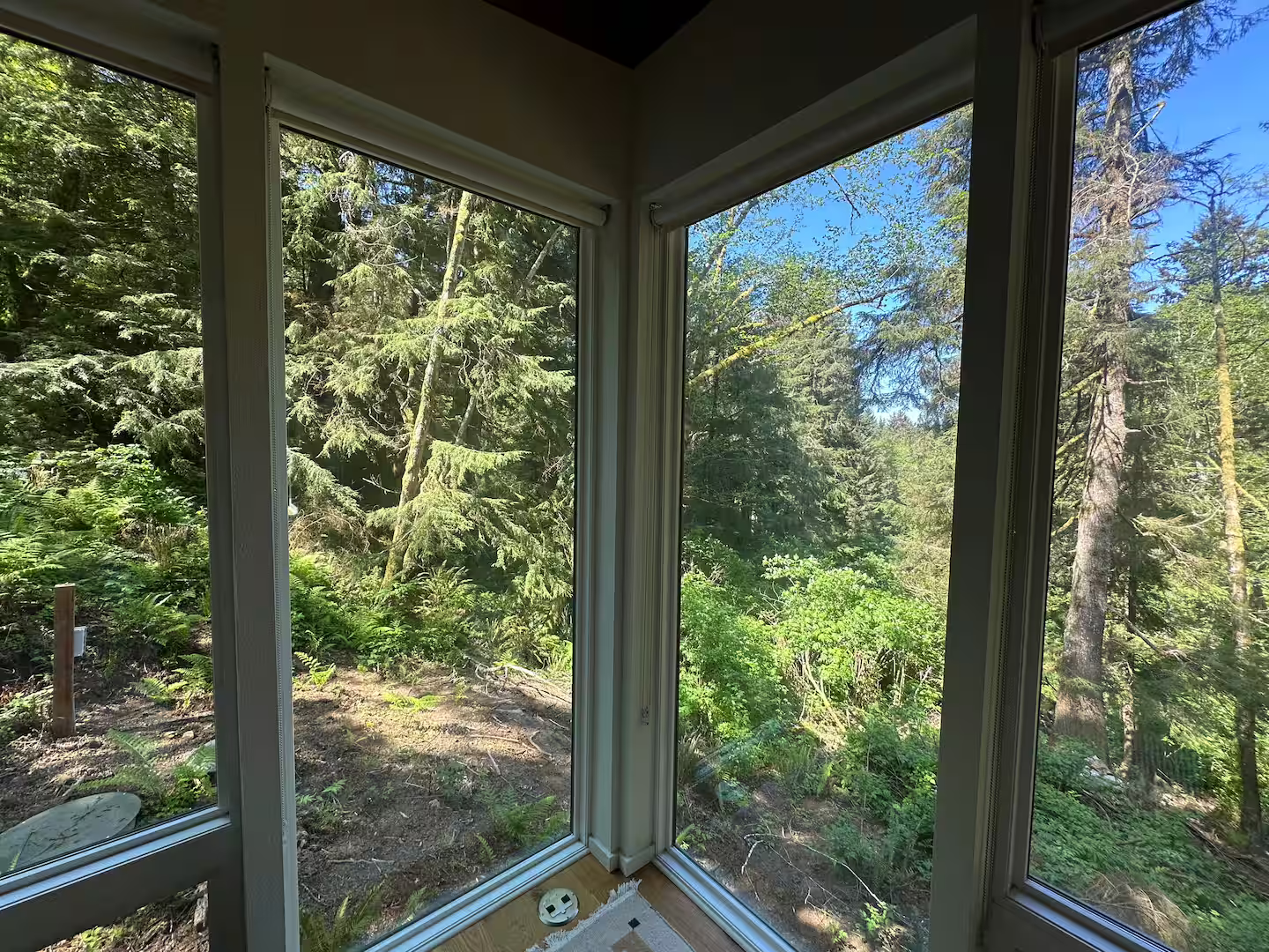 View of a lush forest with tall evergreen trees through a corner of a glass sunroom with white framing and a hardwood floor.