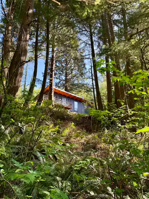A small house with a sloped roof in a dense forest with tall trees and green foliage.