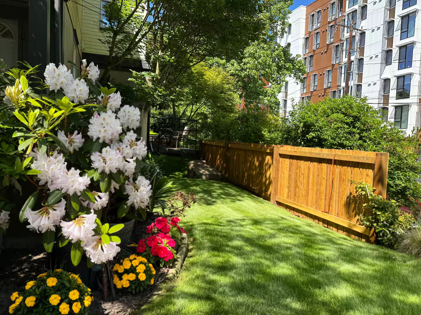 A sunny urban backyard with a green lawn, colorful flower beds on the left, a wooden fence on the right, surrounded by trees, and modern apartment buildings in the background.