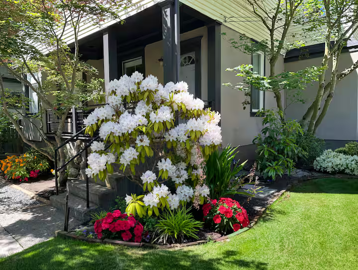 Front yard with colorful blooming flowers, including white rhododendrons and red chrysanthemums, in front of a modern house with a porch and brick steps, surrounded by green grass and trees.