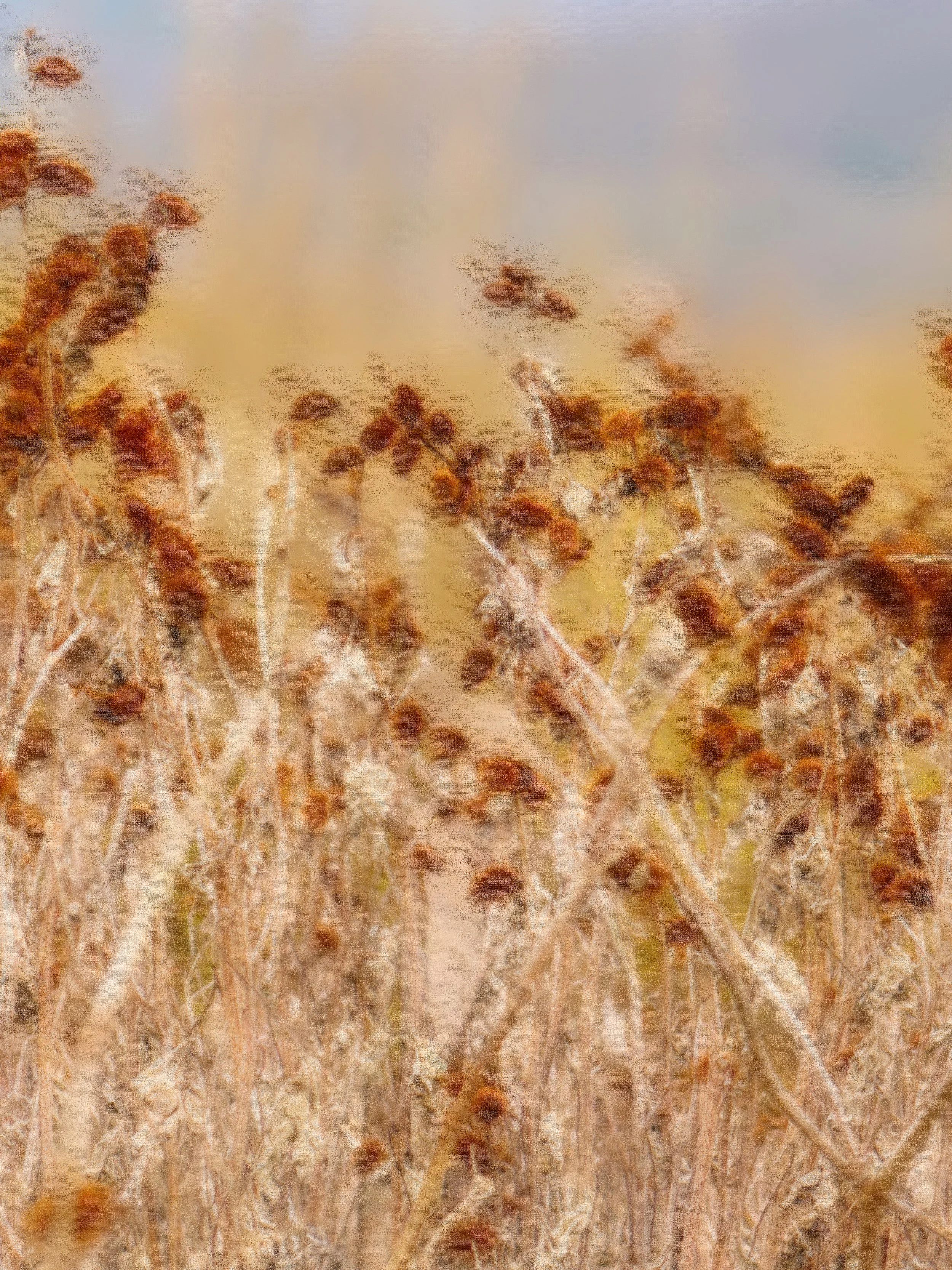 Close-up of dry, brown plants with seed heads in a field