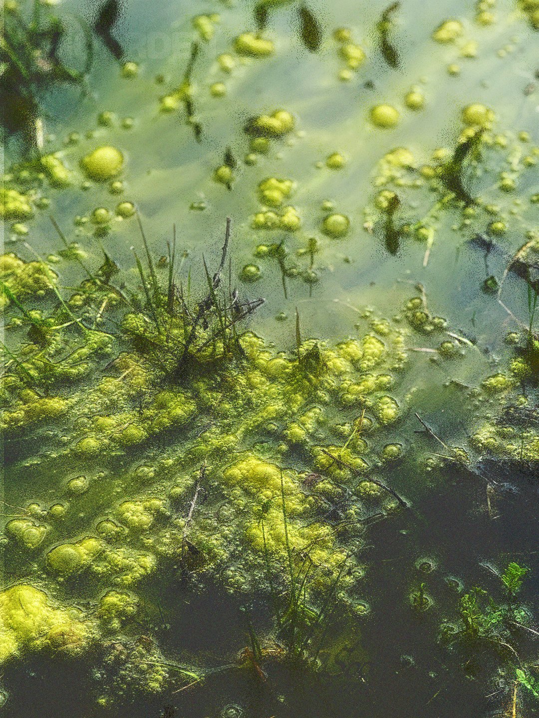 Close-up of a stagnant pond covered with green algae, moss, and small bubbles.