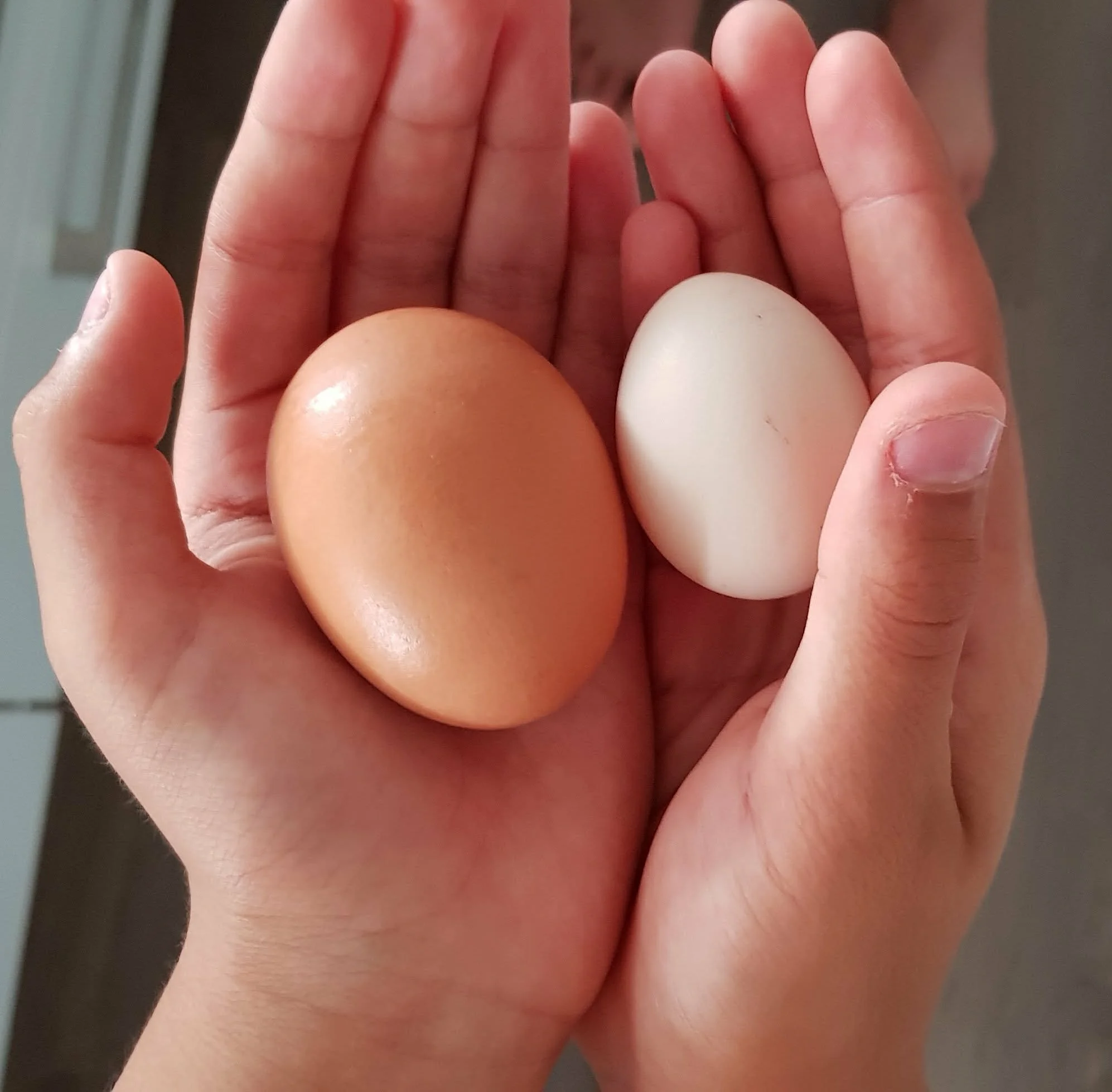 Egg comparison.jpg