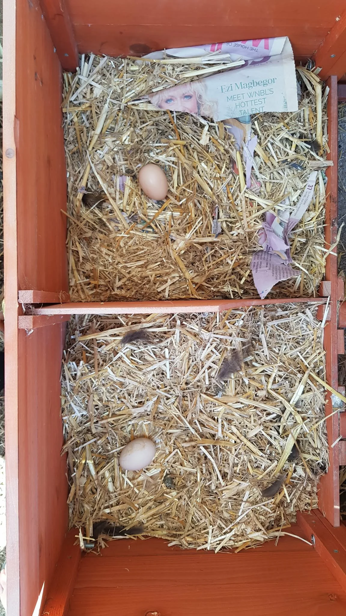 Eggs in nests.jpg