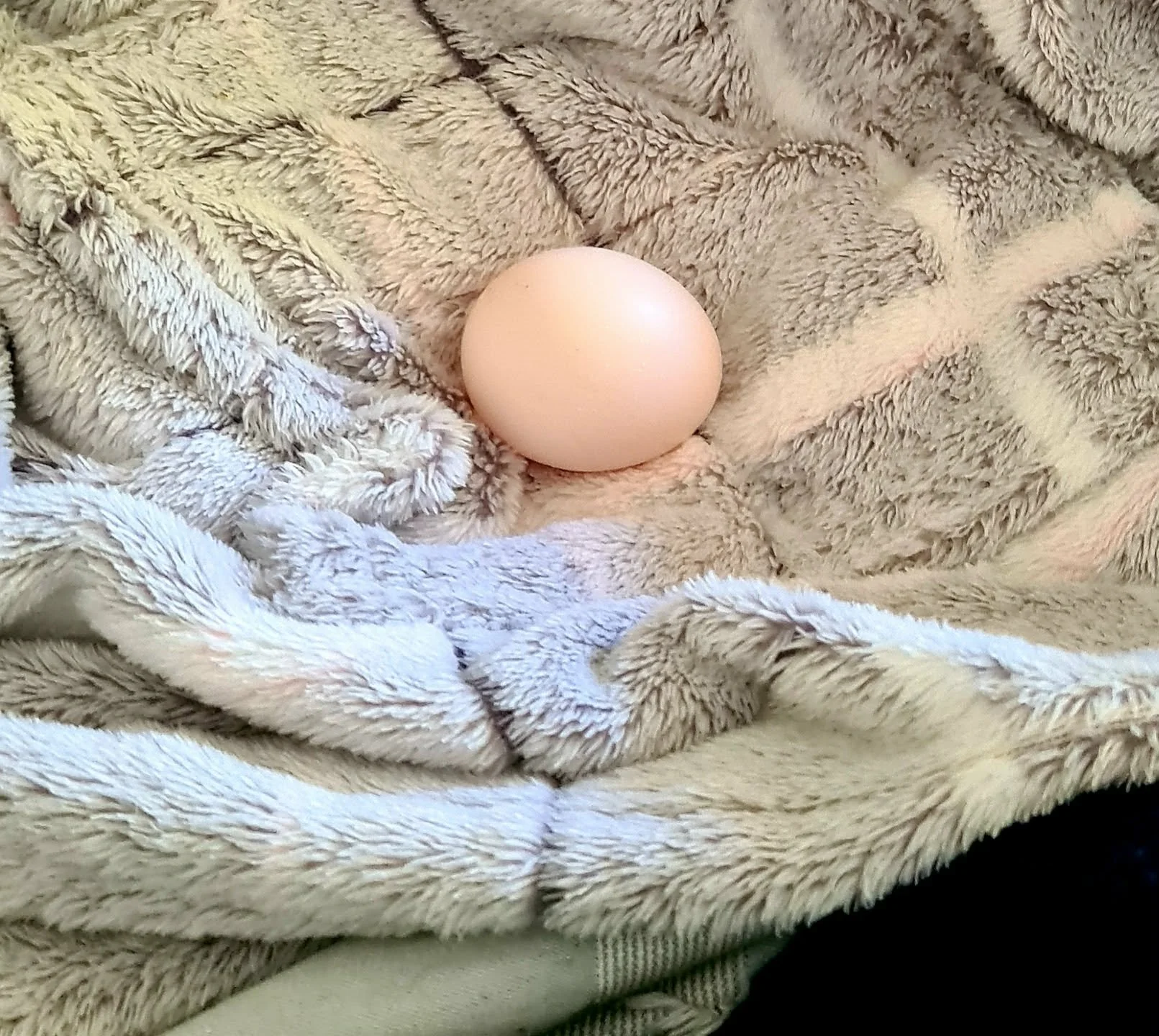 Miss Peckins egg.jpg