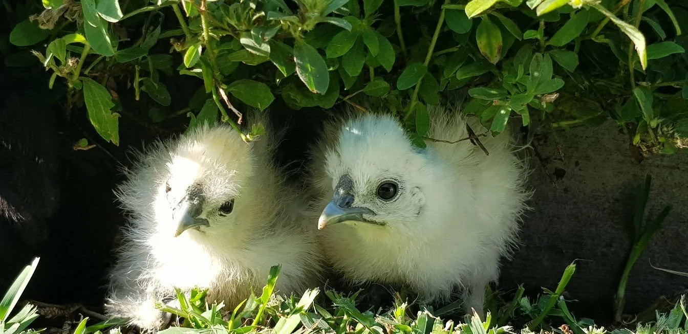 Baby bantams under bush 2.jpg