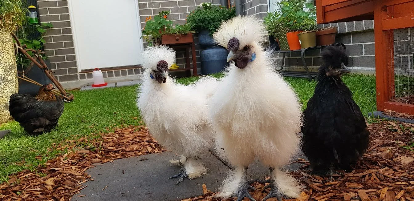 Baby bantams.jpg