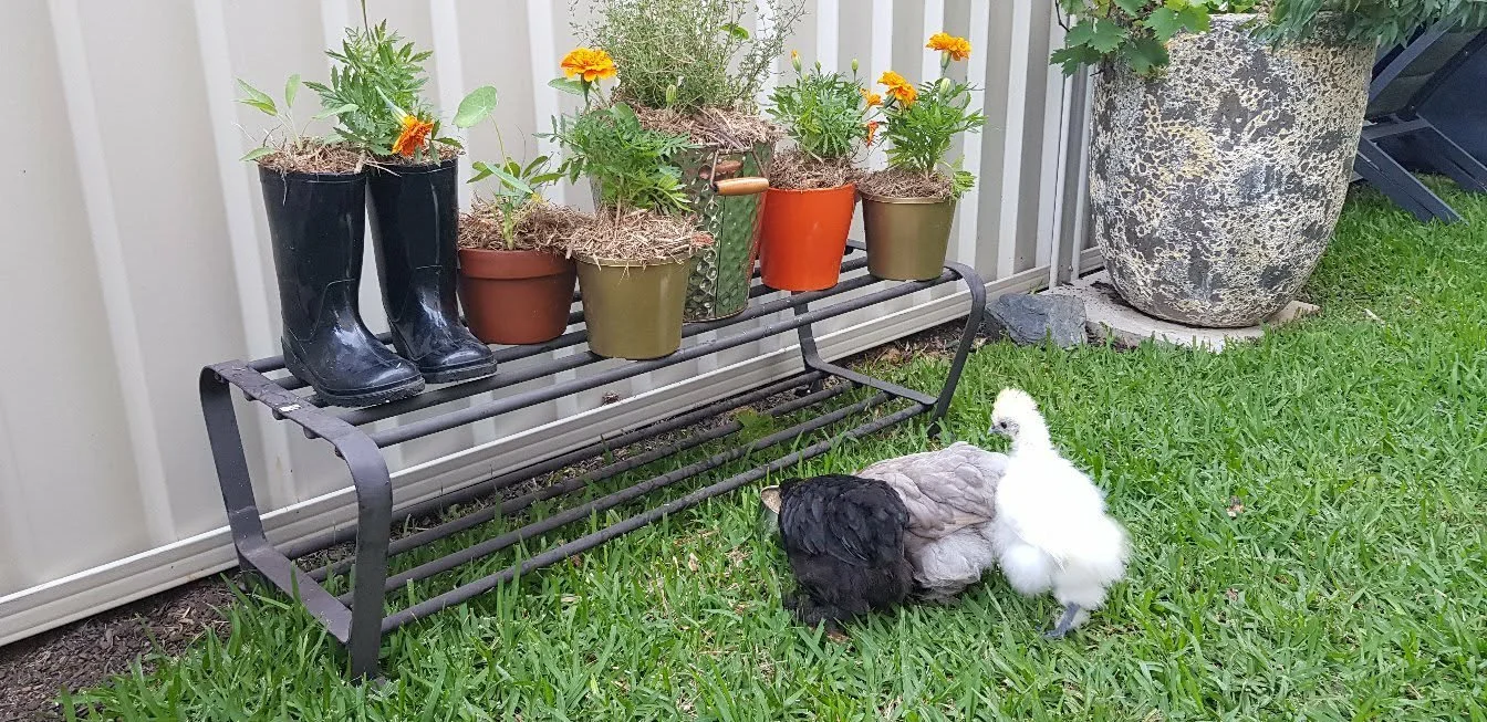 Bantams and boots.jpg