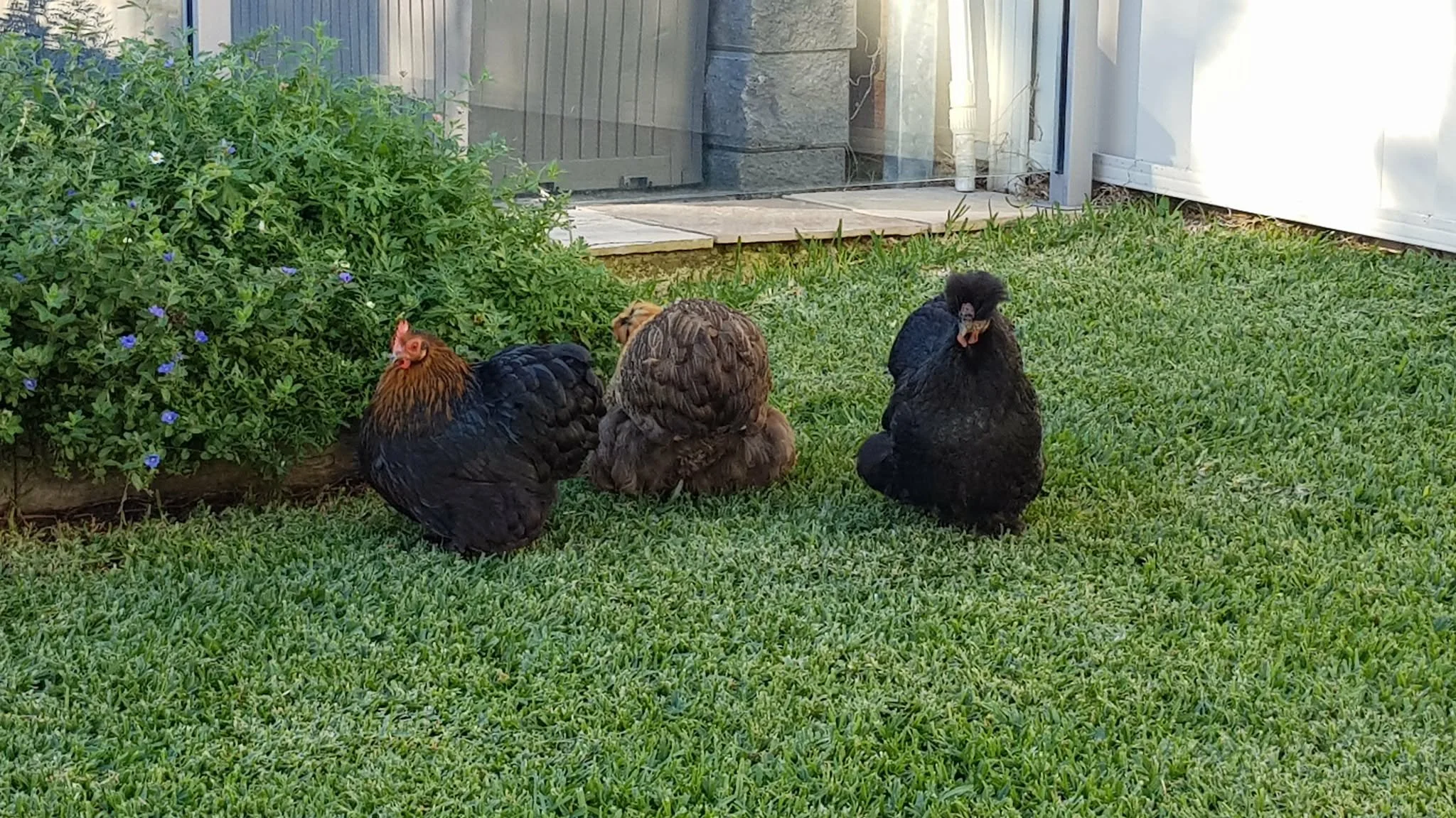The girls free ranging 2.jpg