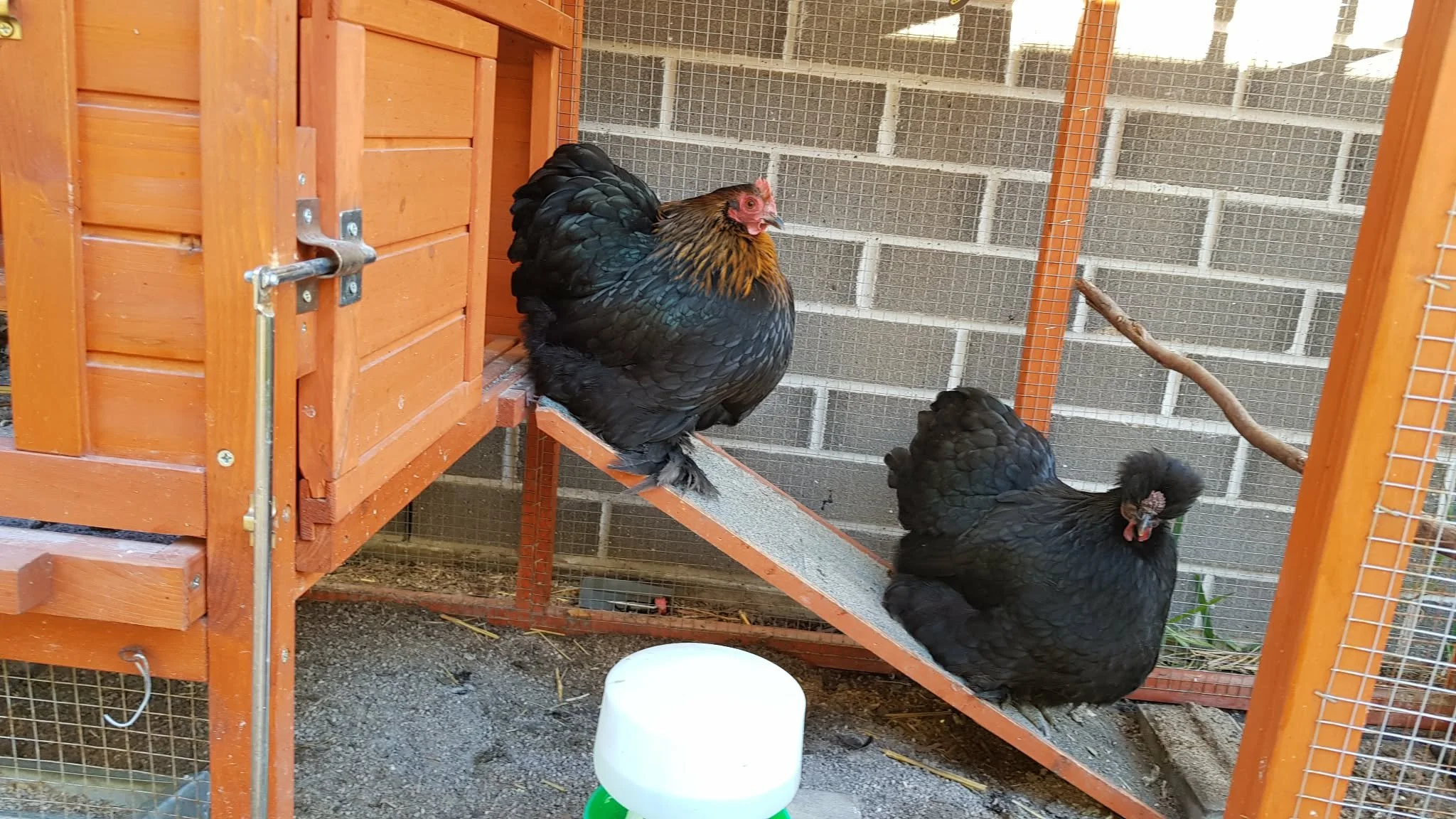 The girls walking the plank.jpg