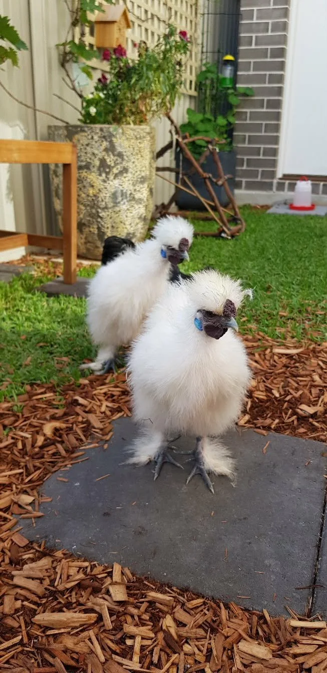 Baby bantams 2.jpg