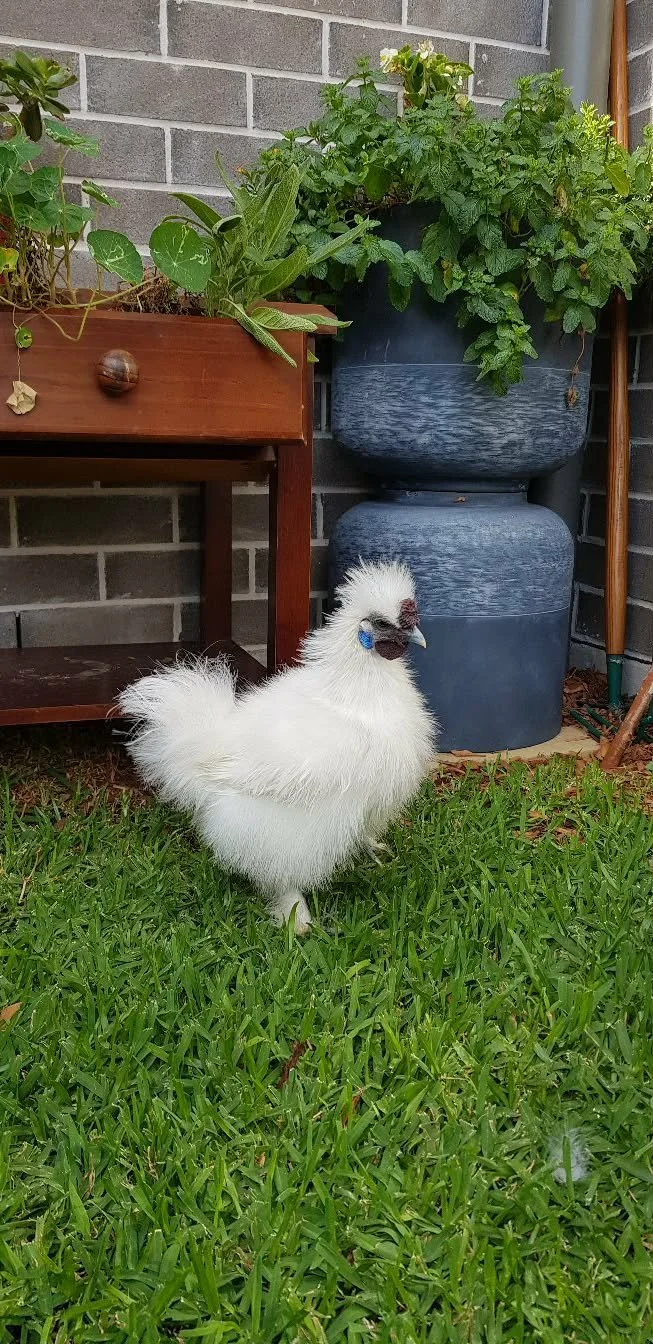 Bantam with herbs.jpg