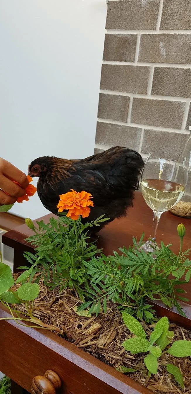 Chicken Garden 2.jpg