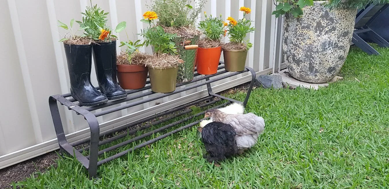 Chicken Garden 1.jpg