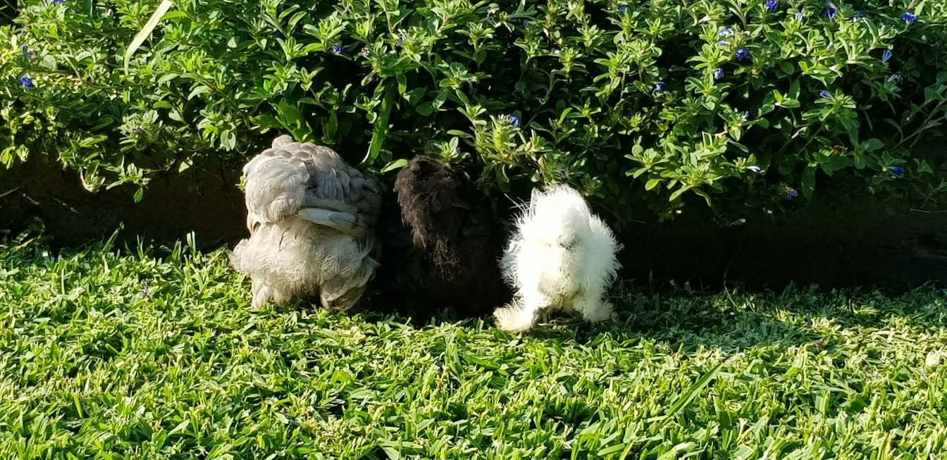 Free ranging in the back yard bums out 2.jpg