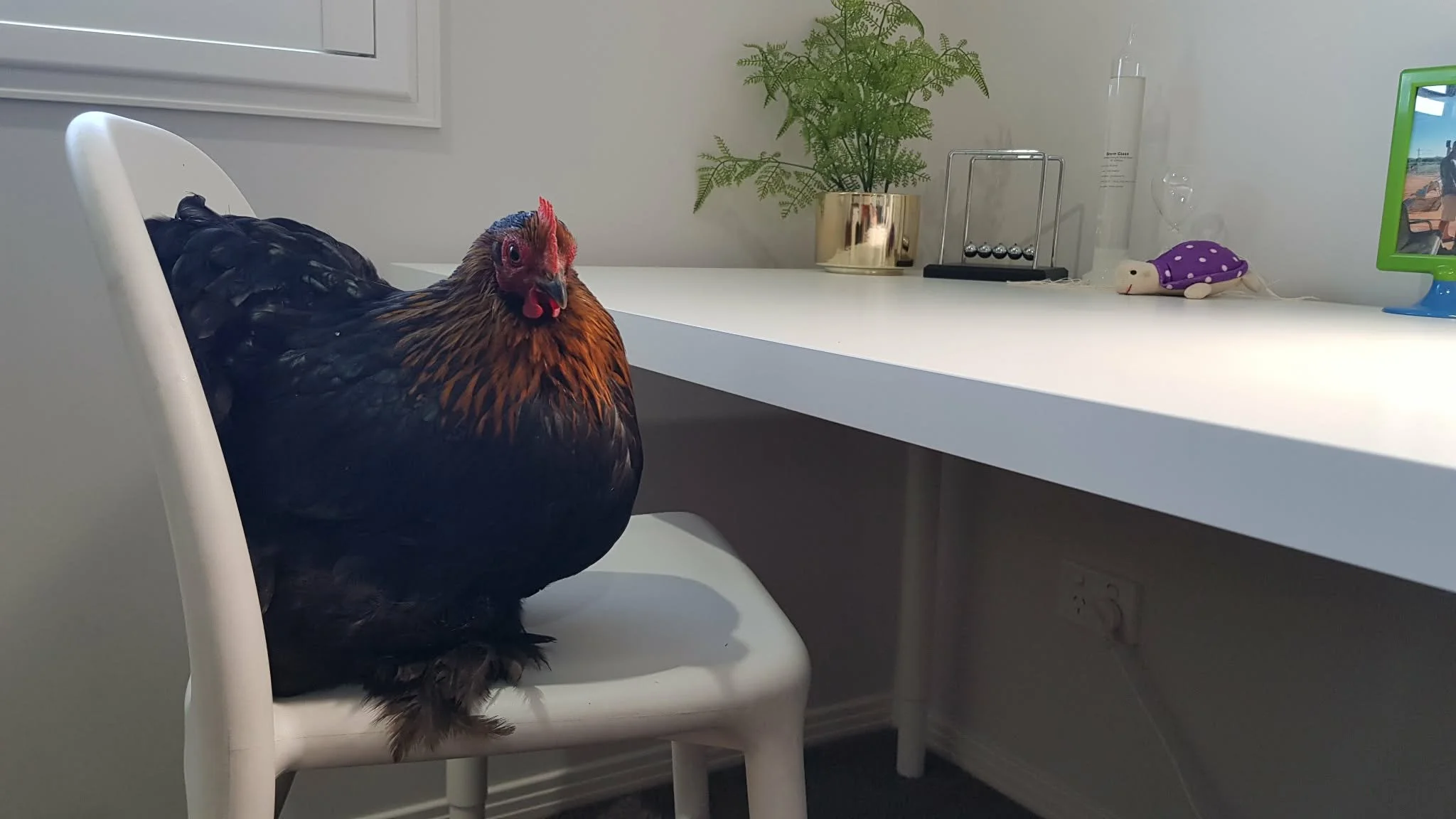 Miss Peckins in the study 2.jpg