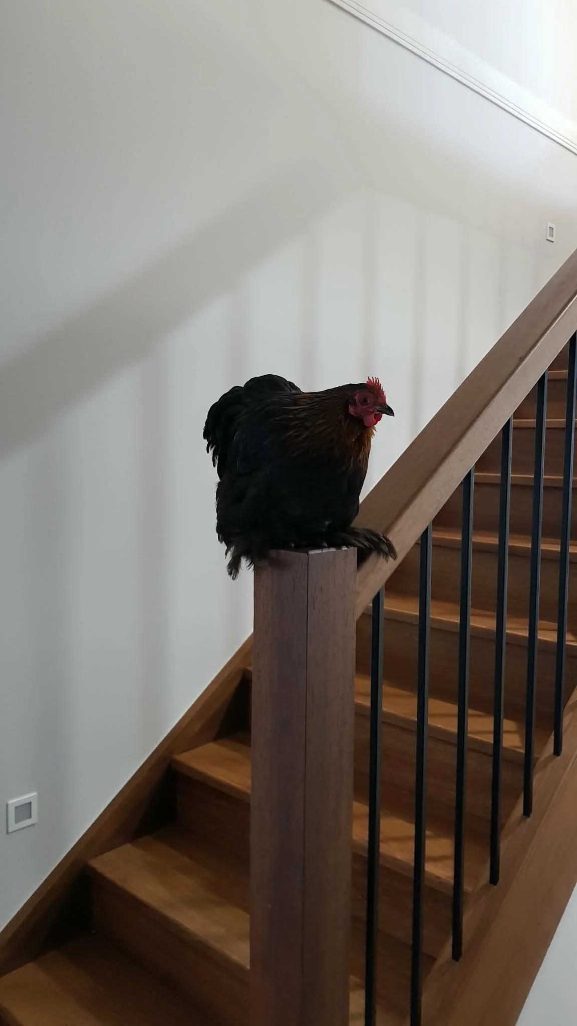Miss Peckins on the stair bannister.jpg