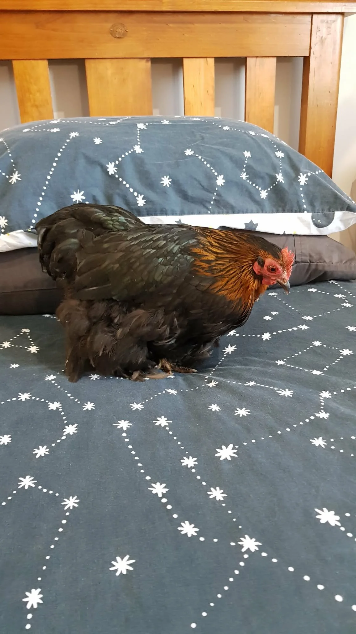 Miss Peckins on the bed.jpg