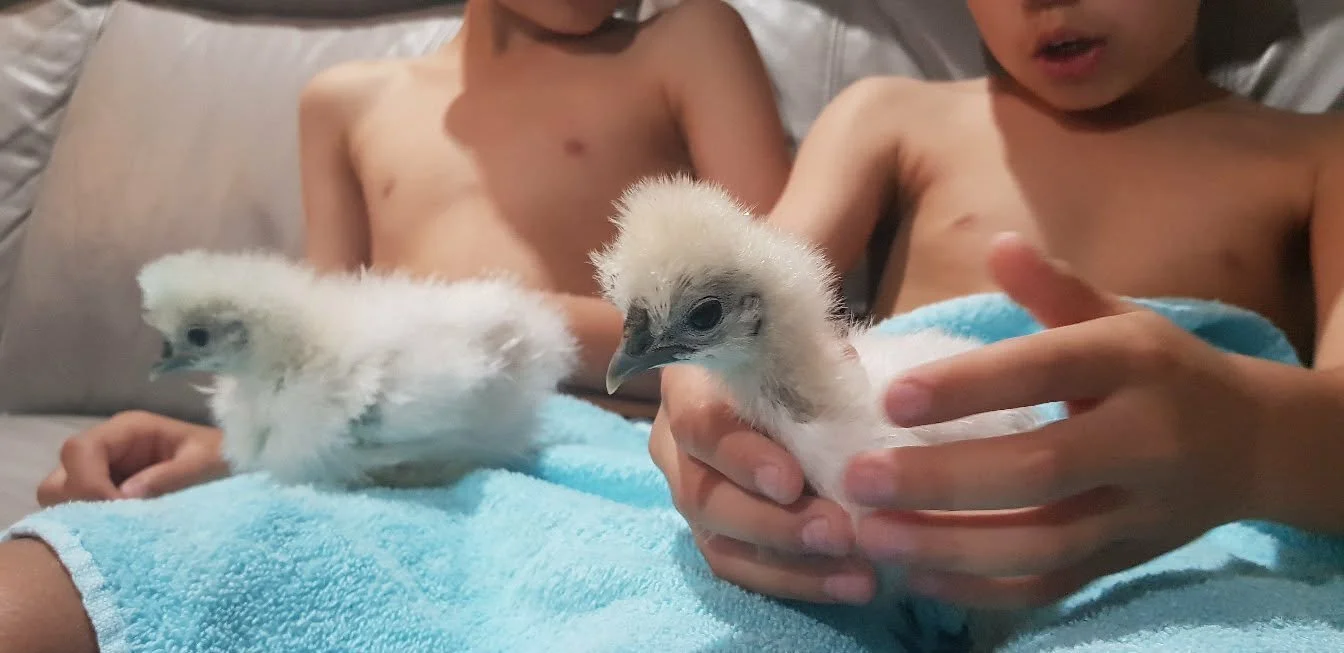 Boys with baby bantams.jpg