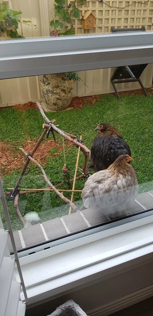 View from our window 2.jpg