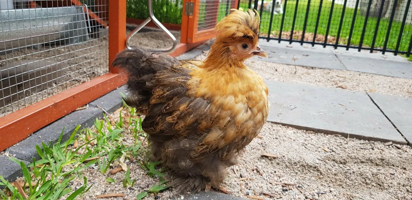 Baby bantams 3.jpg