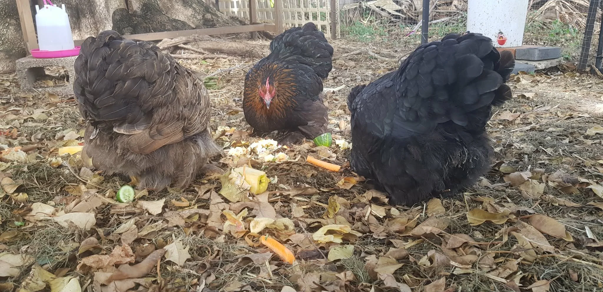 Forraging bantams.jpg