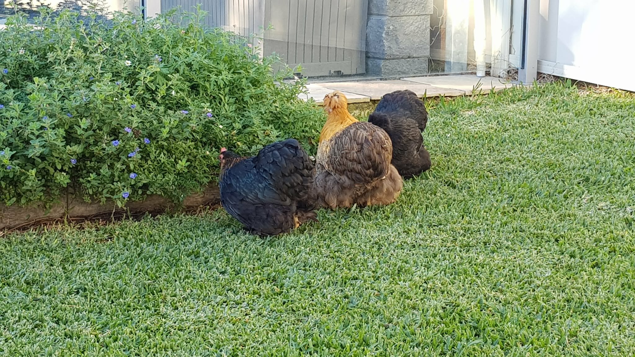 The ladies free ranging.jpg
