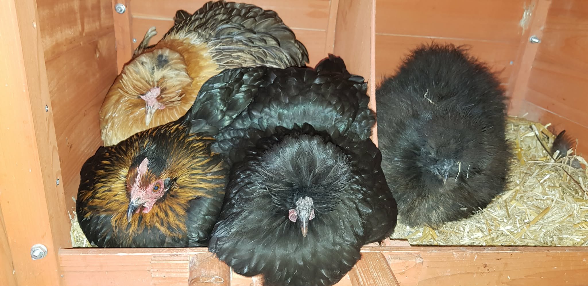 The girls nesting for the night.jpg
