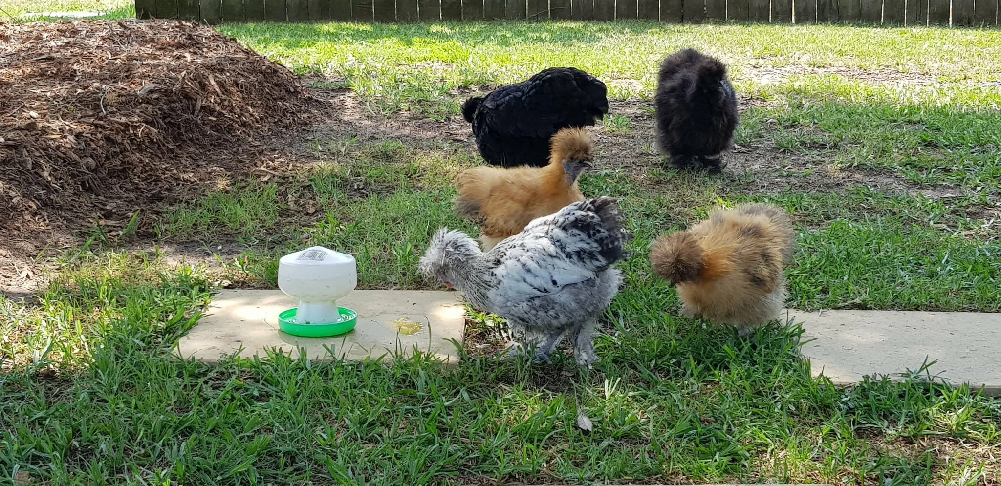Bantams free ranging in front yard.jpg