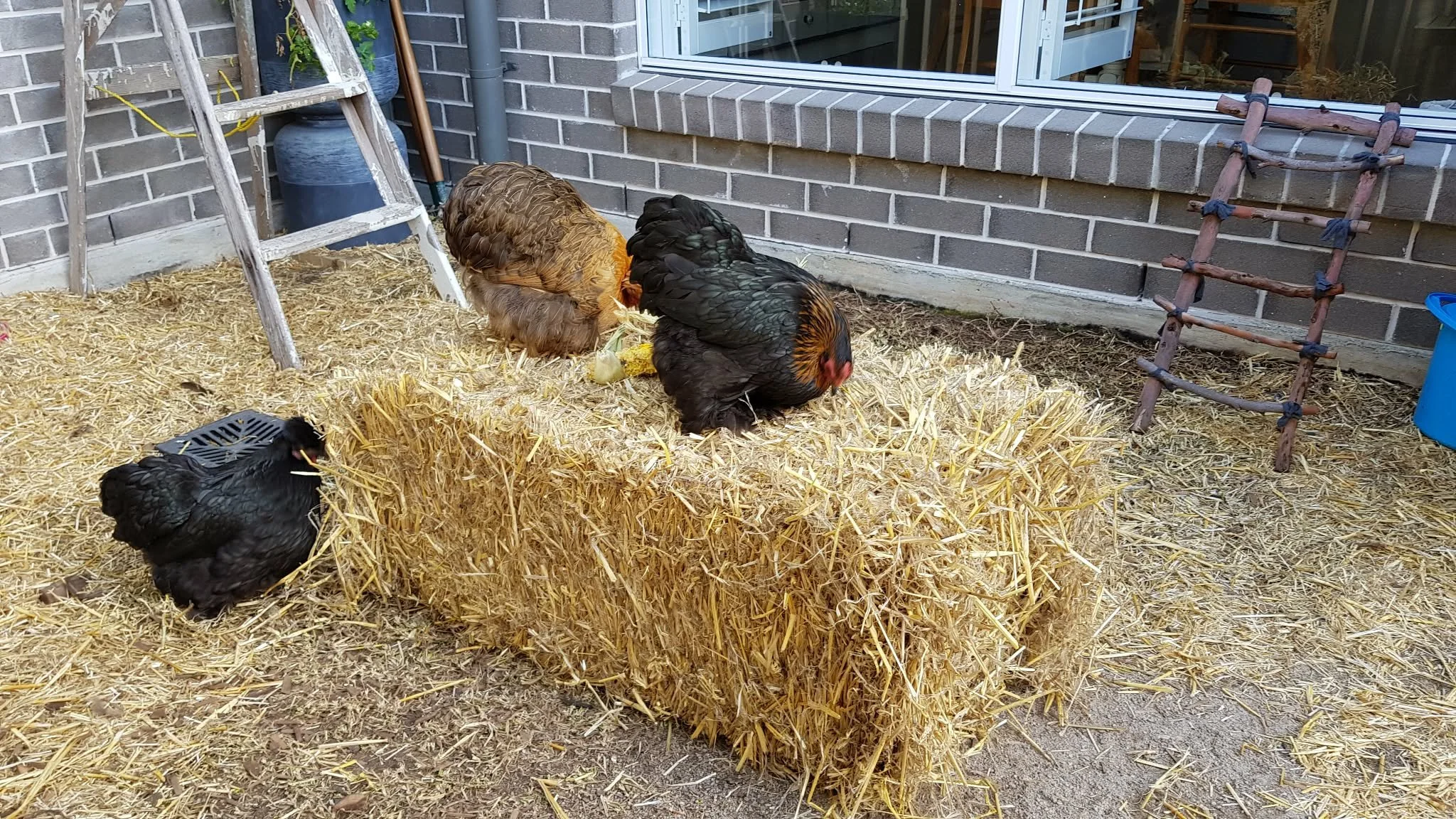 The girls with a bale of hay.jpg