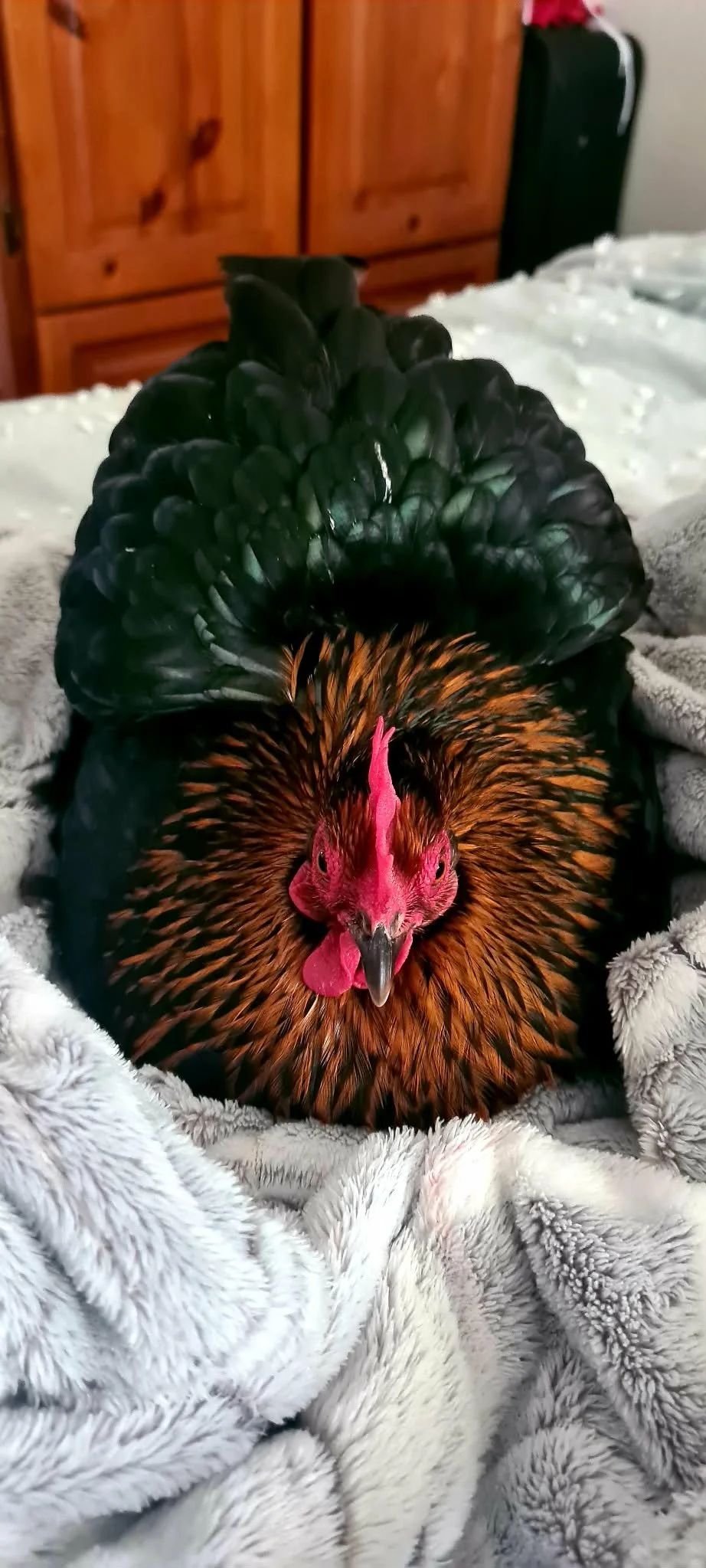 Miss Peckins laying an egg on bed.jpg