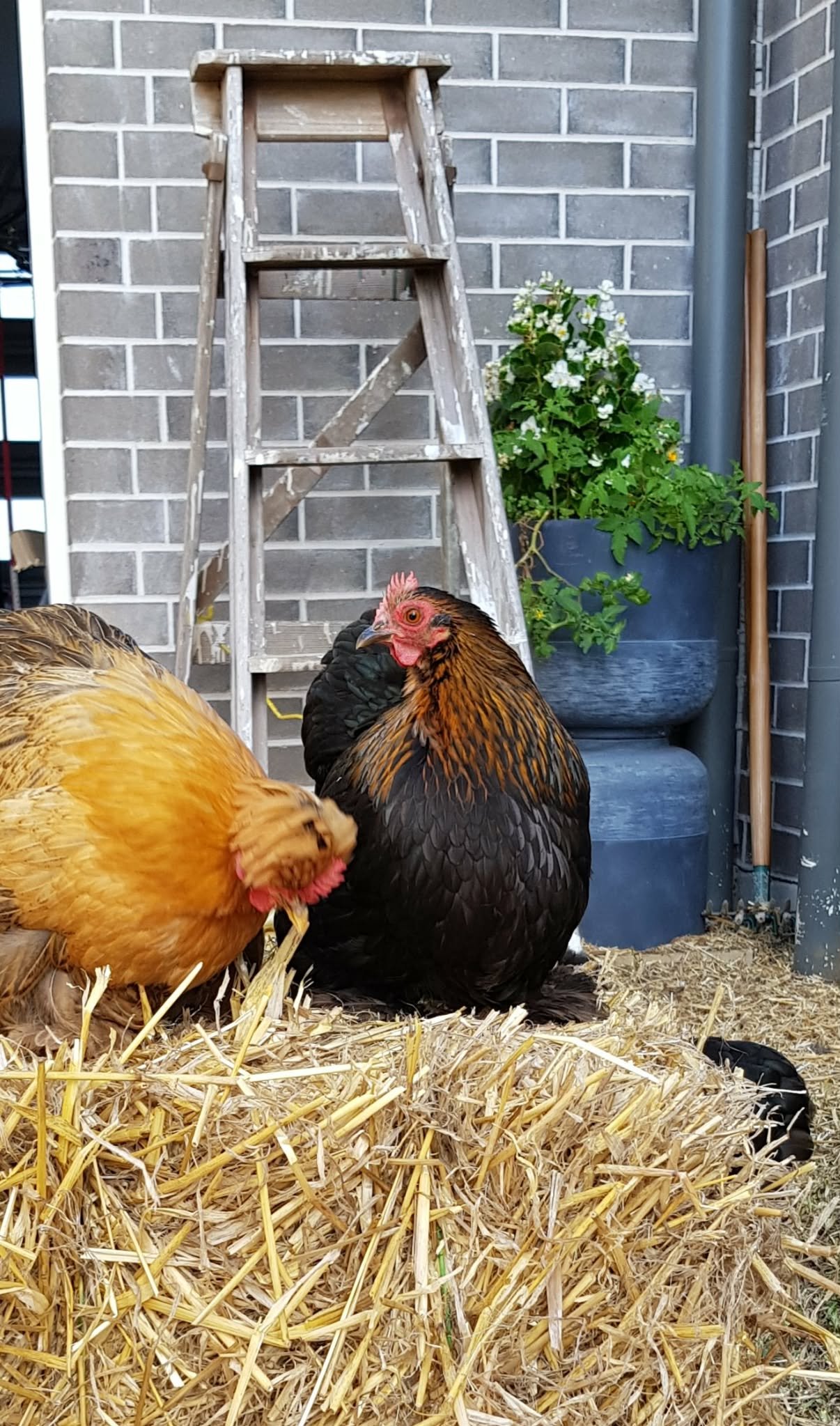 Bantams with hay pots and ladder.jpg